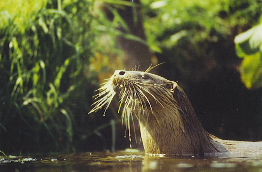 River with steep vegetated bank; head and shoulders of a Eurasian otter emerging from the water, looking upper left.  The otter is in a patch of sunlight, which shines on its abundant whiskers. 