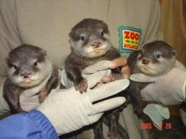 Three baby short-claw cubs