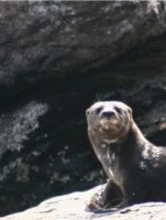 Spotted-Necked Otter looking at the camera. 