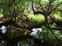 Inside the forest, branches hang just above the surface of the water,with vegetation partly submerged