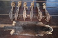 Hairy-Nosed Otter skin after stretching and drying, and six of the leg-hold traps used to catch and drown them