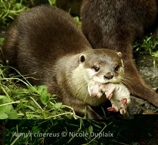 Mother Asian Small-Clawed Otter and cub