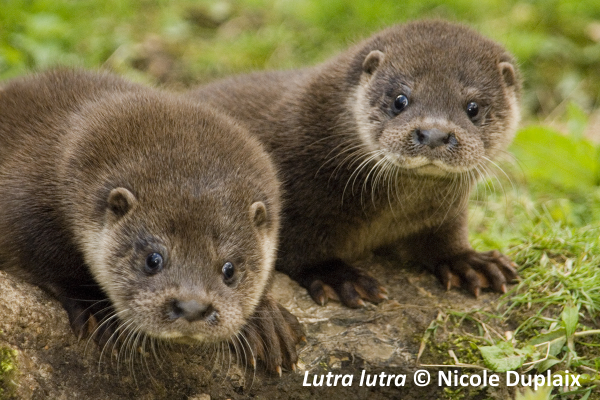 Eurasian Otter Cubs