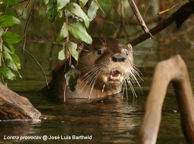 South American River Otter