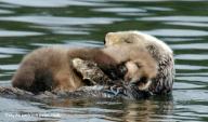 Female with Cub