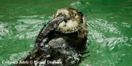 Sea Otter grooming