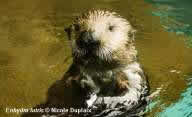 Sea Otter facing camera