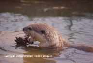 Smooth-Coated Otter holding fish and eating