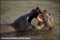 Young Giant Otter on its back eating a fish
