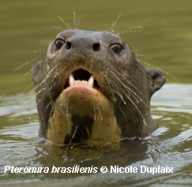 Head of Giant Otter showing large canine teeth