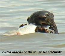 Spot-Necked Otter eating fish